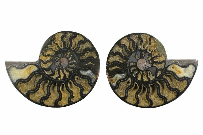 Cut/Polished Ammonite Fossil - Unusual Black Color #132706